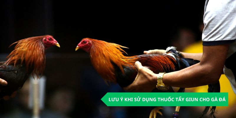 TOP 5 Loại Thuốc Tẩy Giun Cho Gà Đá Cực Hiệu Quả 