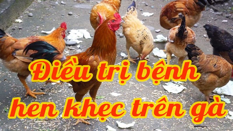 Bệnh hen khẹc ở gà và cách điều trị khỏi bệnh dứt điểm