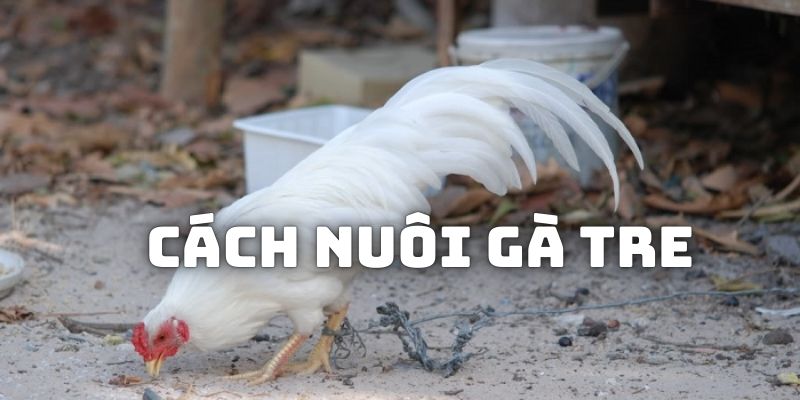 Cách Nuôi Gà Tre - Chia Sẻ Kinh Nghiệm Huấn Luyện Bài Bản Nhất