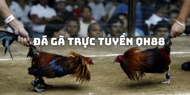 QH88 - Thế Giới Đá Gà Trực Tuyến Đem Lại Phần Thưởng Triệu Đô