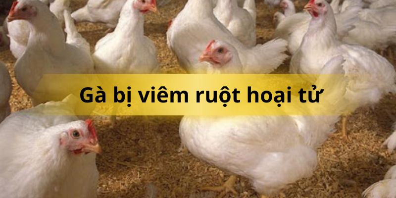 Gà bị viêm ruột hoại tử - Nguyên nhân và cách điều trị