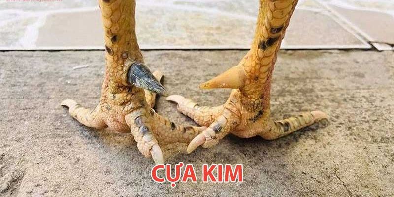 Điểm Danh Các Loại Cựa Gà Chọi Độc Đáo Nhất Hiện Nay